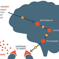 Nonfiction about brain and hormones