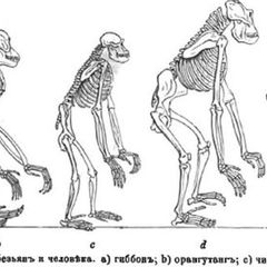 Антропология
