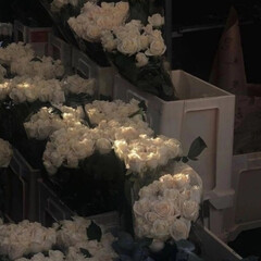 Гнездо шершней