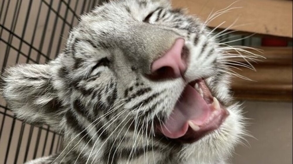 Про животных 🐒