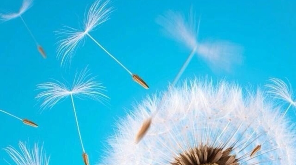 Анна Пушкарь, автор