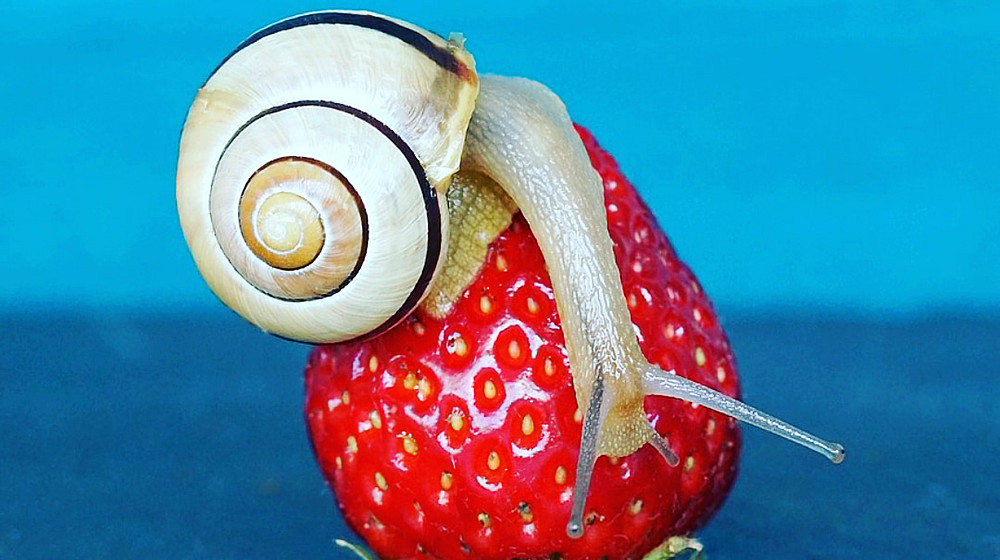 Скорочтение