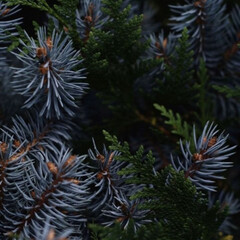 Жестокие криминальные авторитеты