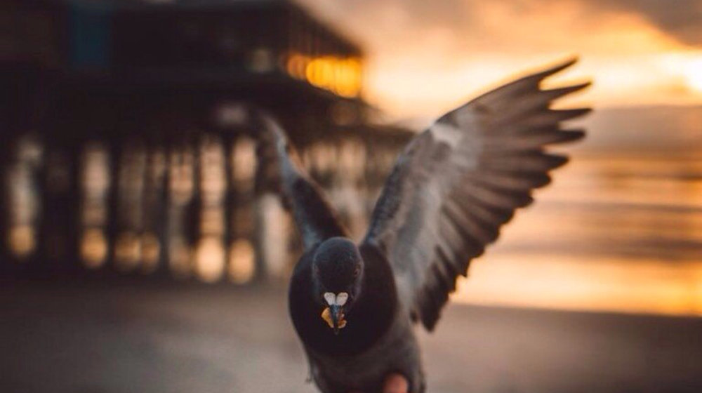 Рекомендованные