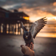 Рекомендованные