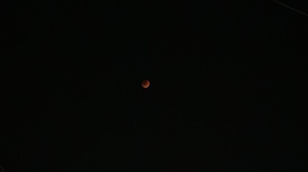 трейси вульф