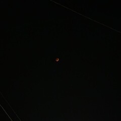 трейси вульф