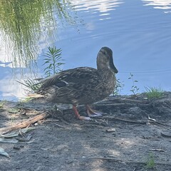 Времена моей молодости