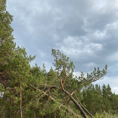 Трое из леса