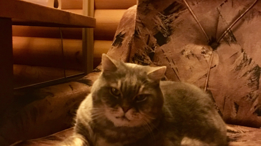 Прочитала))