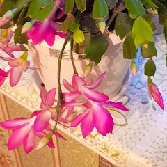 Людмила Мартова