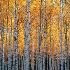 Что пользователи Яндекс Книг думают о Сергее Есенине