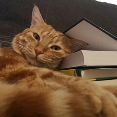 Про|чтение