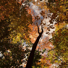 🍂