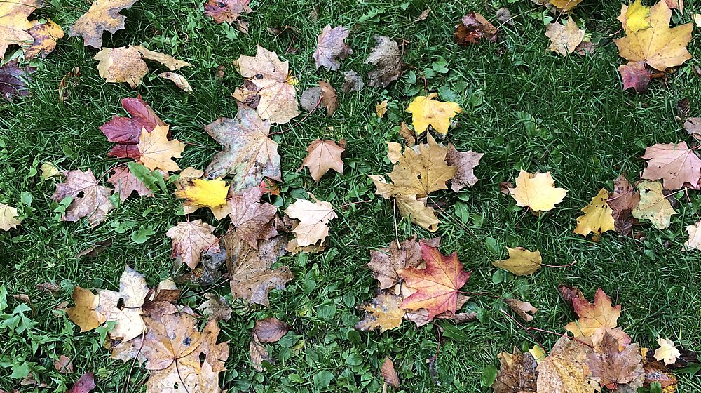 Янг эдалт: прочитано