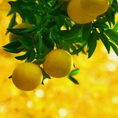 РУССКАЯ КЛАССИКА