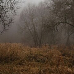 Осеннее настроение 