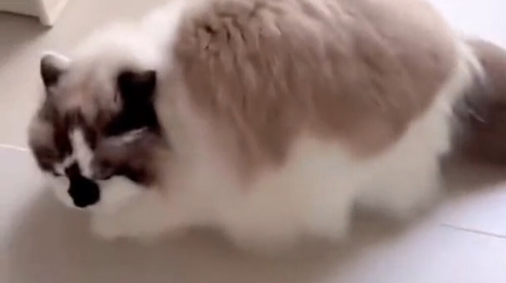 Есть Дорама (Азия)