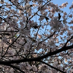 Саморазвитие