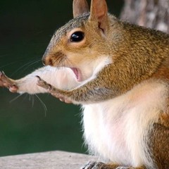 природа лес звери птицы насекомые