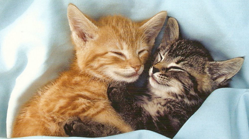 SMM: котики уходят, контент остается