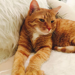 Для любителей кошек