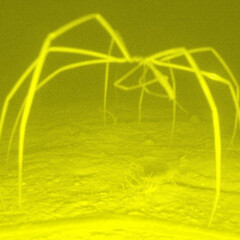 Ужасы тихого океана