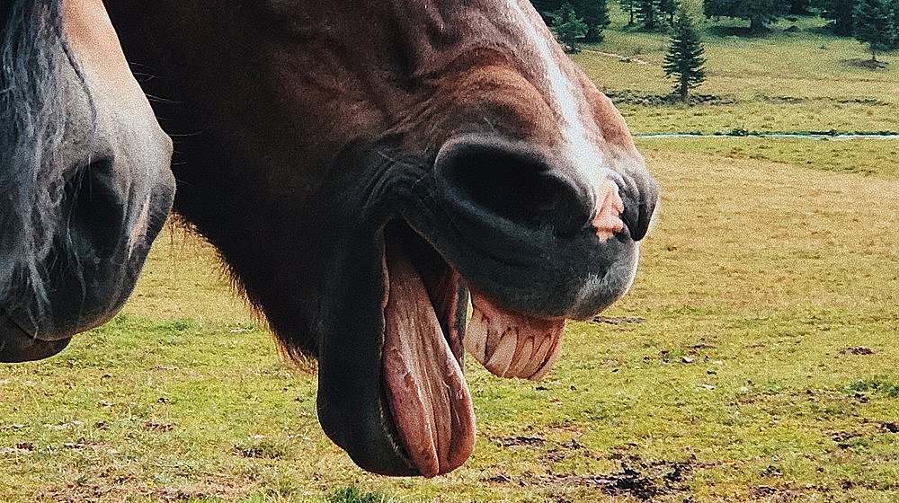 На смех коням