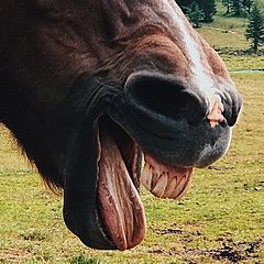 На смех коням