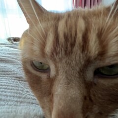 Полка любых книг (Т.Е. просто полка)