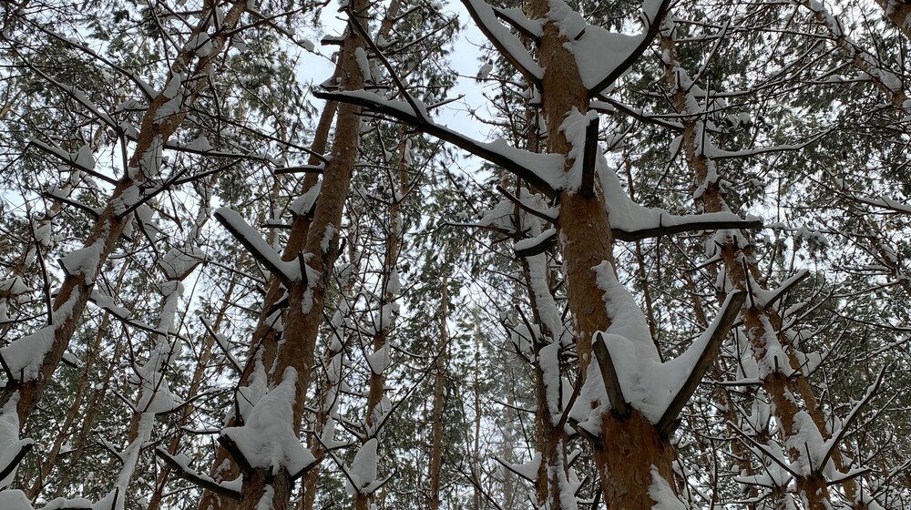 Русская литература