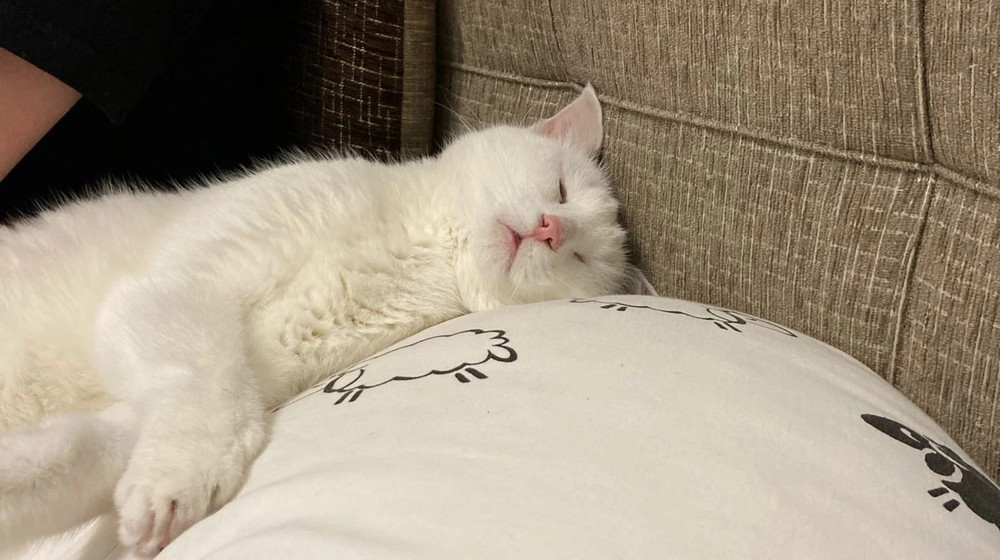 Мышина полка