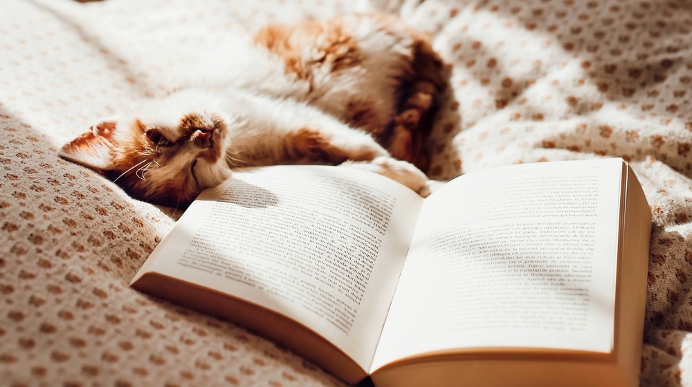 Книги о кошках. Мяу!