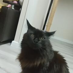 Котик