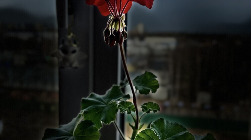 Фантастика