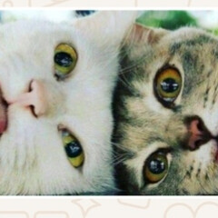 Кот детектив