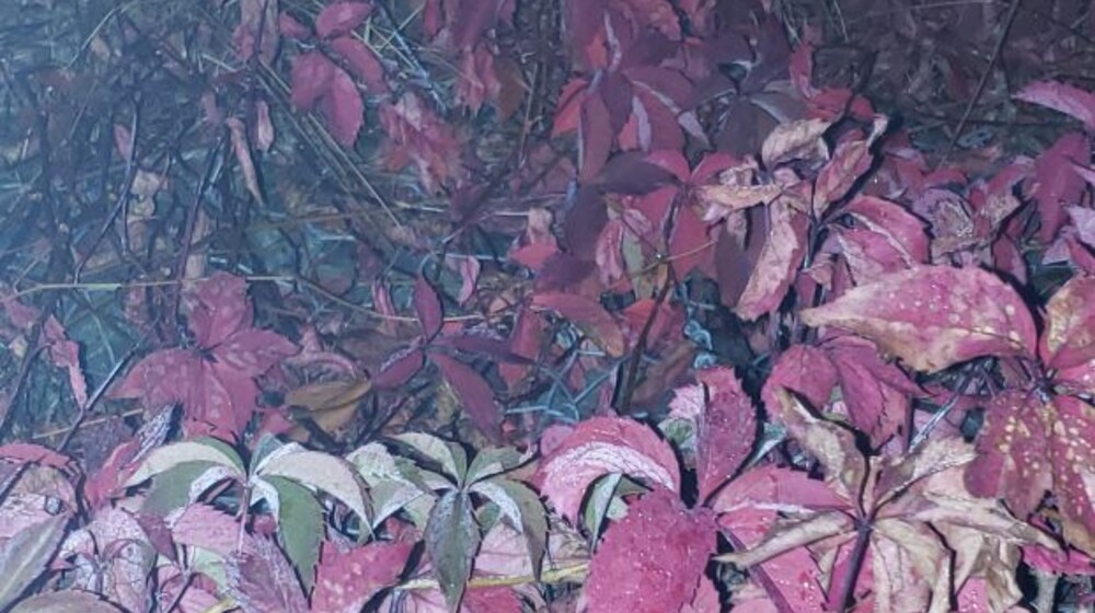 c:\memories\lyceum\2021.exe