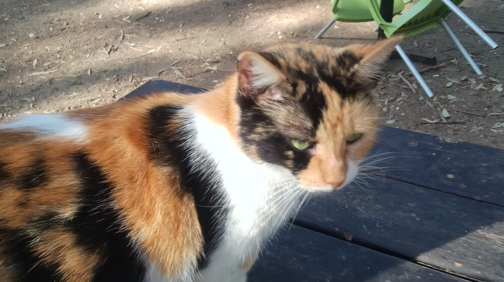 Кошачья полка