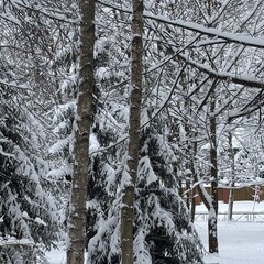 Новогодние 