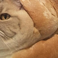 Война без любви 