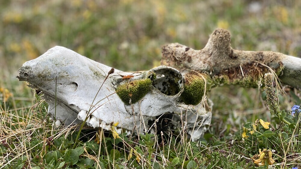 Бытовой псих хоррор