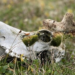 Бытовой псих хоррор