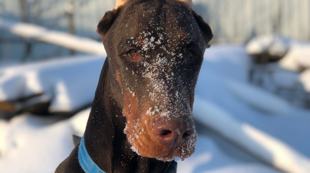 догфренд 💛