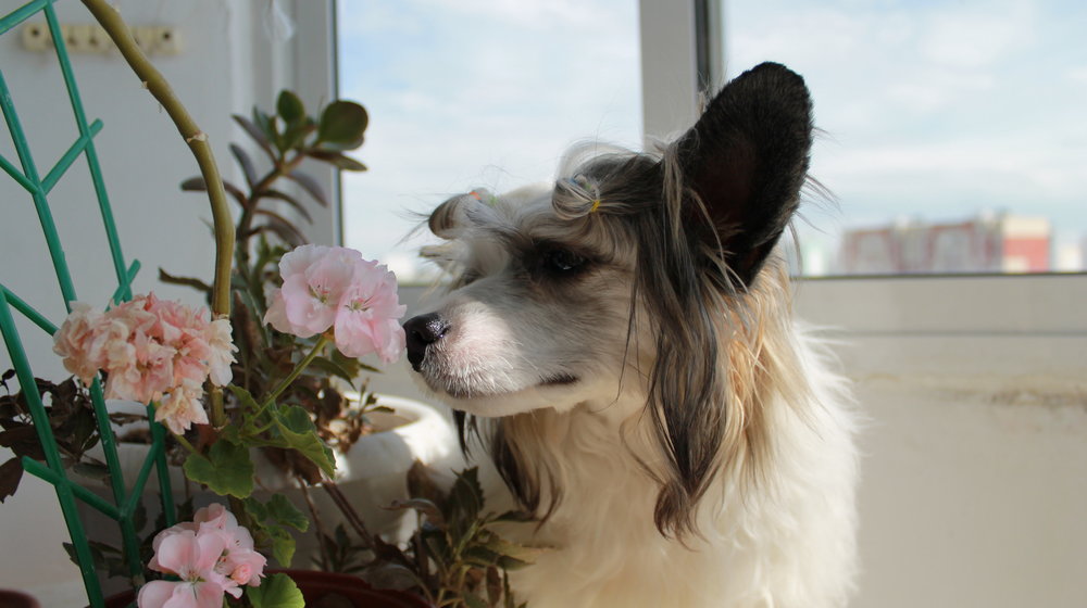 Важно. Собака.