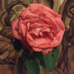 Золотая роза