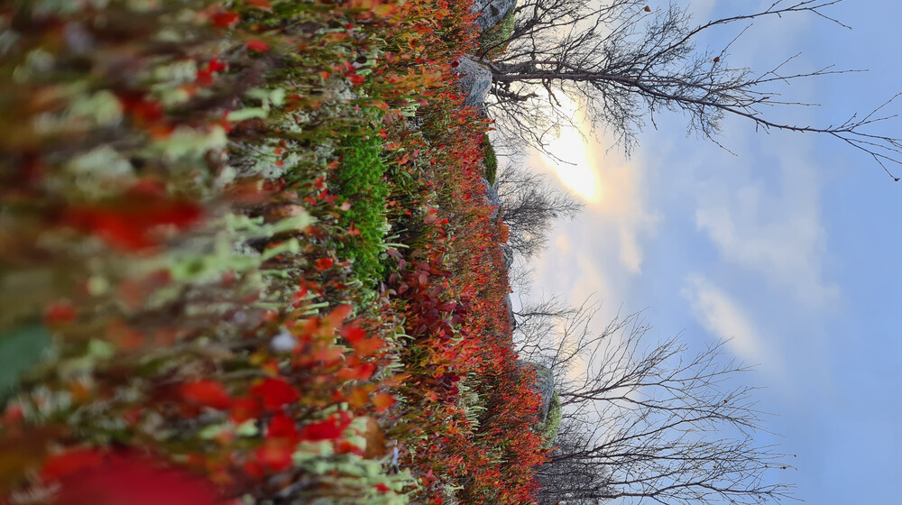 Документалка