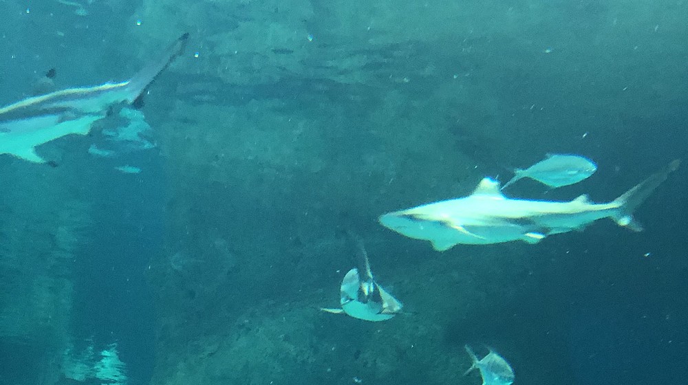 Поззи и куз и марти.