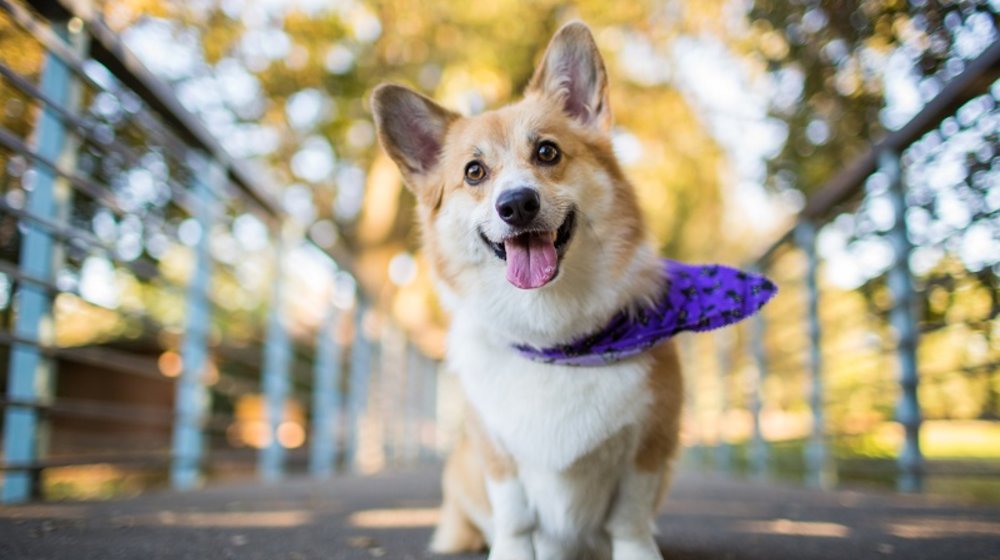 Завести собаку?