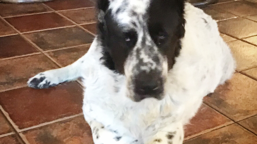 Падденктонн