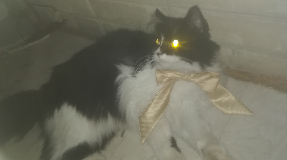 Чайные дракончики